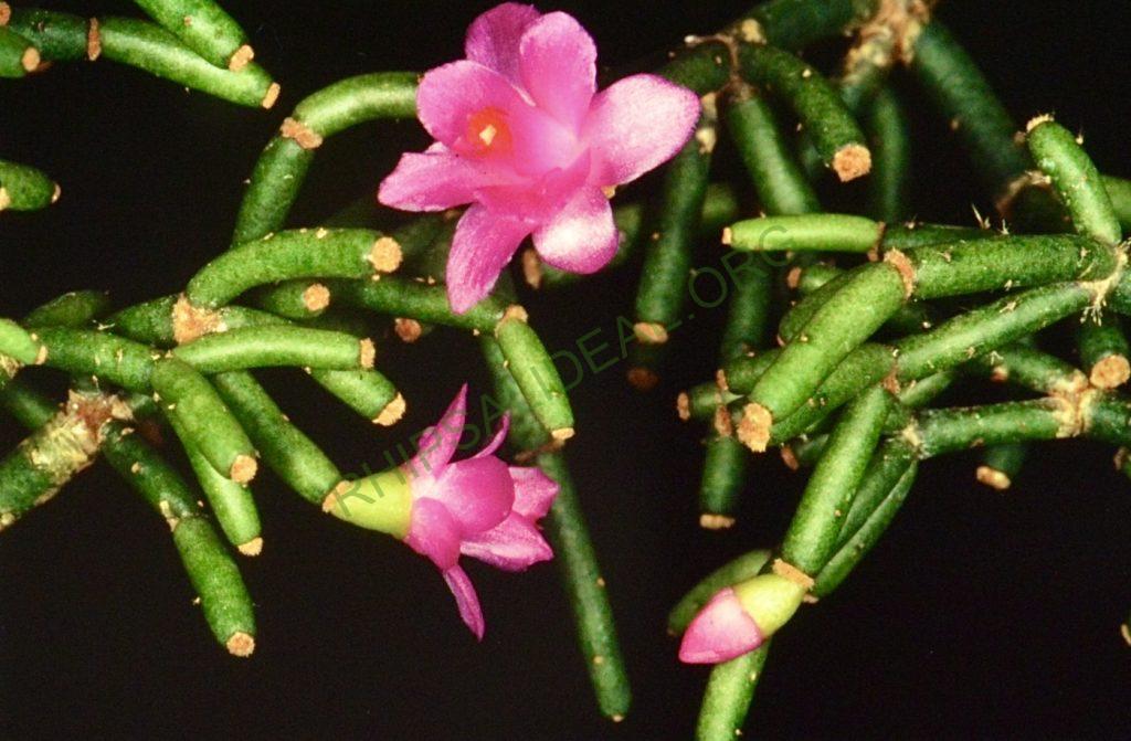 Hatiora herminiae, Bonn 4691
