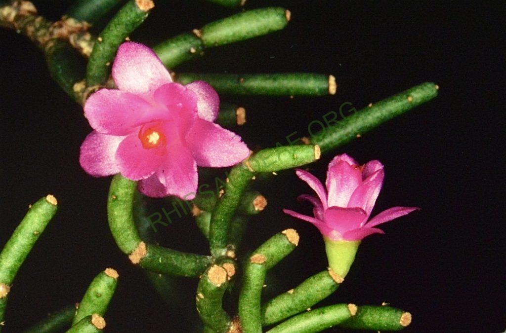 Hatiora herminiae, Bonn 4691