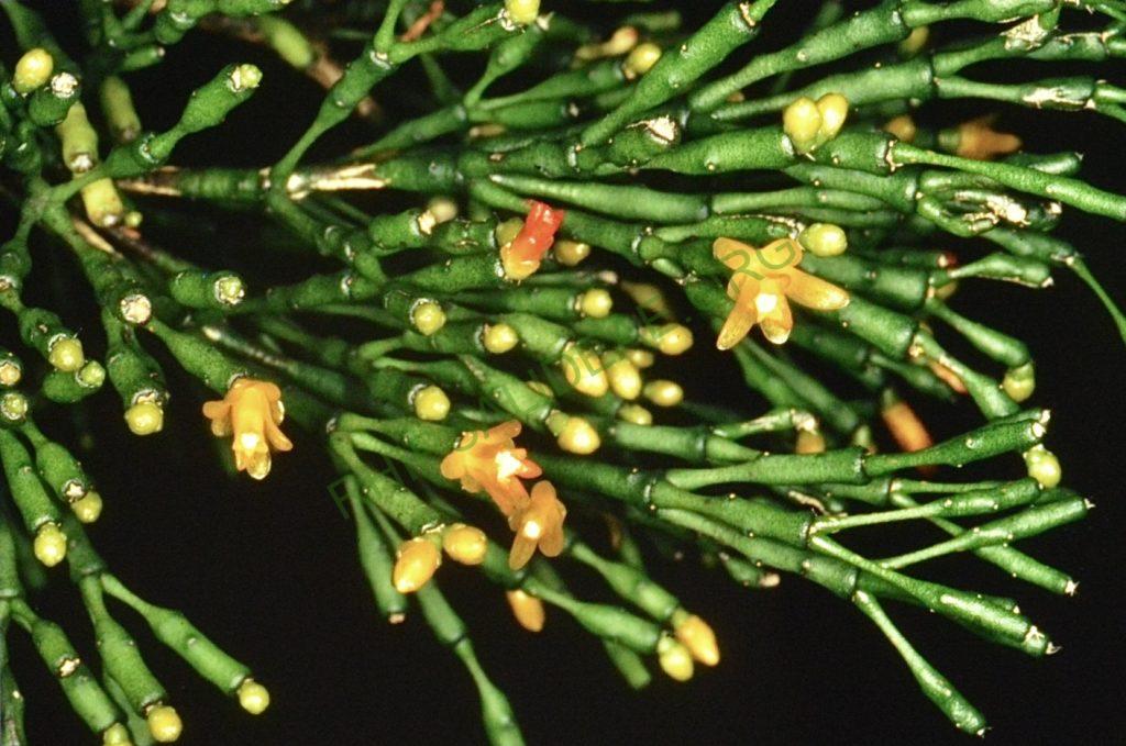 Hatiora salicornioides f. salicornioides, Bonn 4637