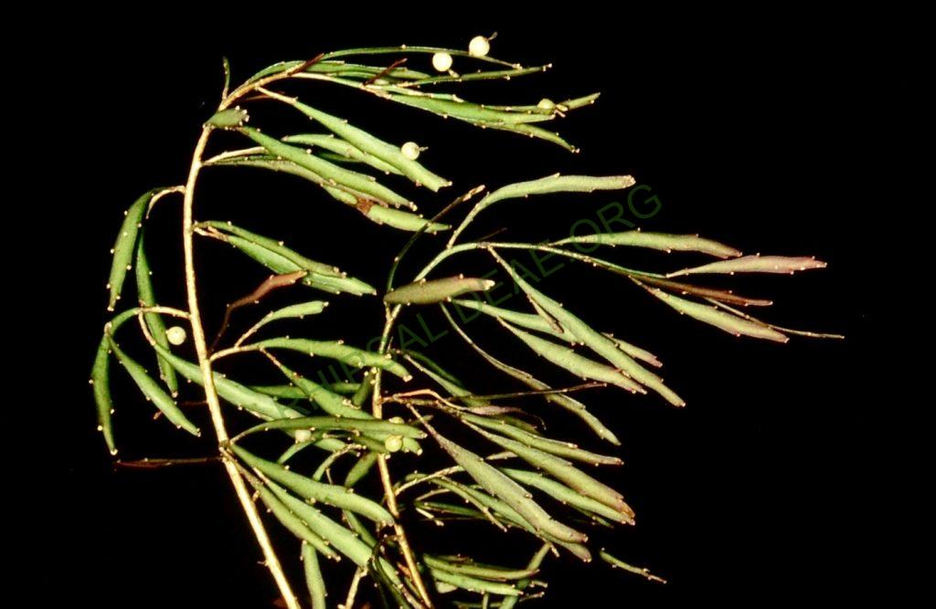 Kimnachia ramulosa subsp. ramulosa f. angustissima