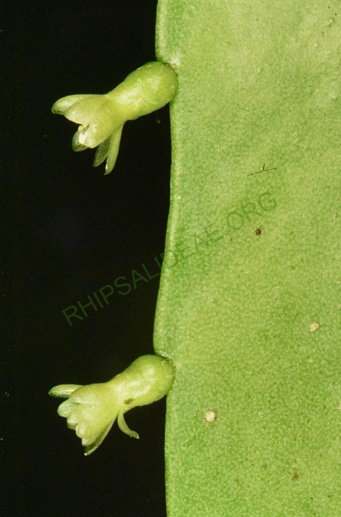 Kimnachia ramulosa subsp. jamaicensis, Jamaica, Westmoreland Parish, Clark's Wood