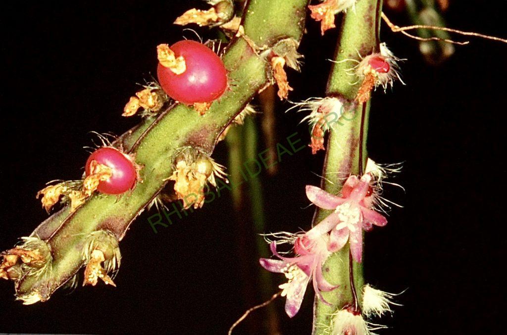 Lepismium crucifome, Bonn 4561, Brazil, W. Rauh