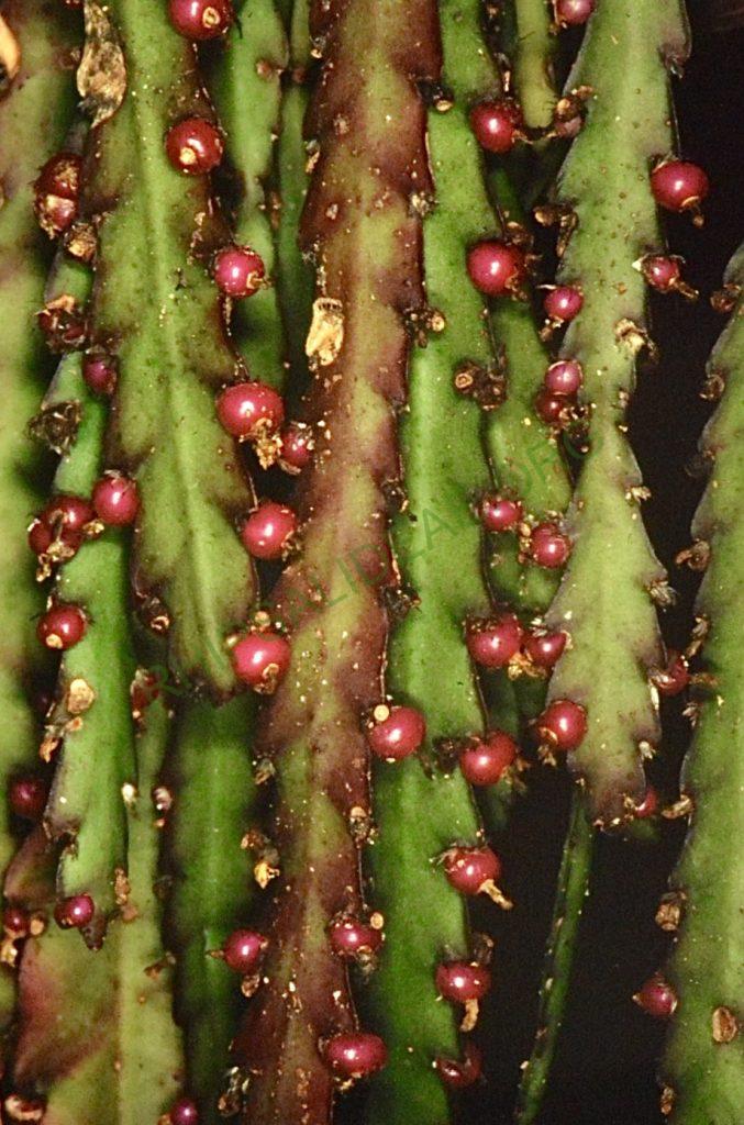 Lepismium cruciforme, Bonn 4565