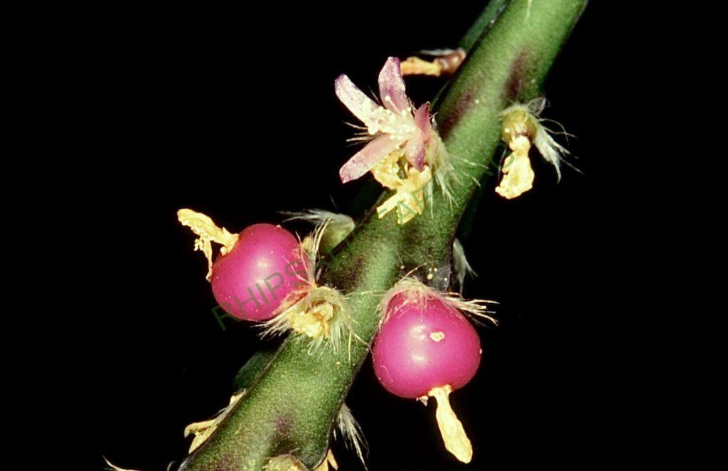Lepismium cruciforme, Bonn 4560, Brazil, K. Friedrich