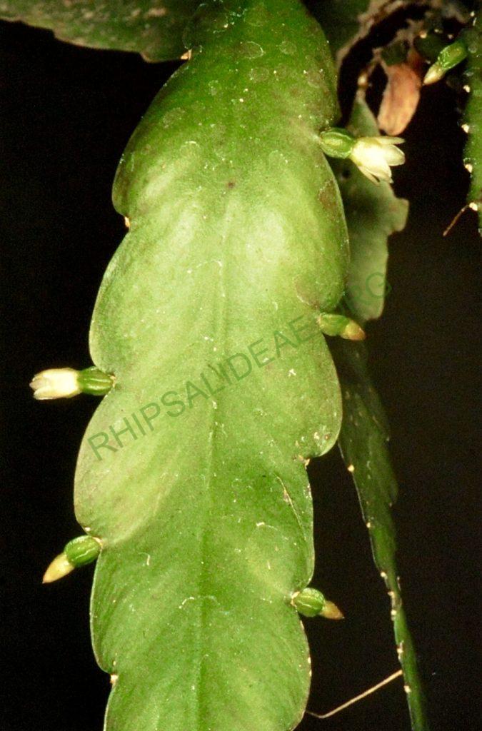 Lepismium lorentzianum, Bonn 12972, Tarija, Aniceto Arce, Bolivia, C. & P. Ibisch
