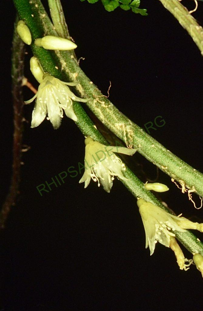 Lepismium lumbricoides f. lumbricoides, Bonn 4278, Paraguay