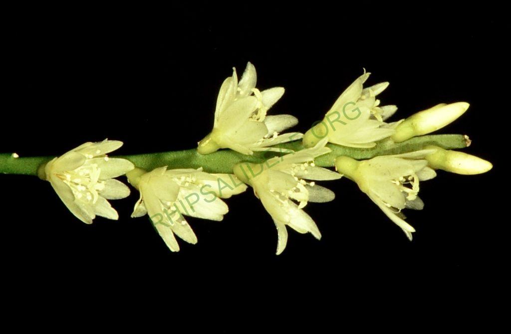 Lepismium warmingianum, Bonn 12182