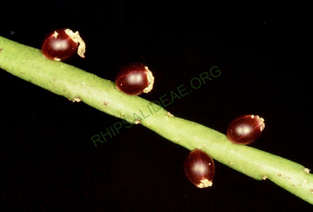 Bonn 4837, Morro Santana rainforest, Rio Grande do Sul, Brazil, S. Porembski
