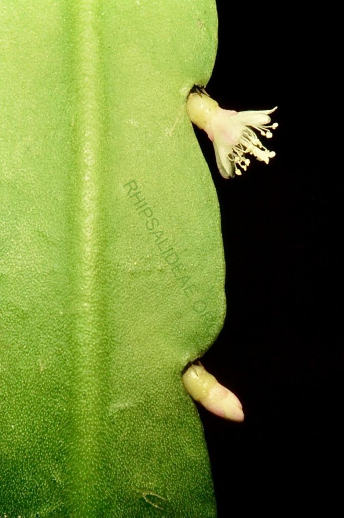 Lymanbensonia brevispina, Bonn 1540, Lau