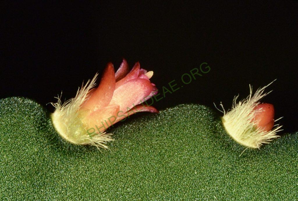 Lymanbensonia incachacana, Bonn 6978, Villa Remedios, Yungas, Bolivia, M. Miyagawa