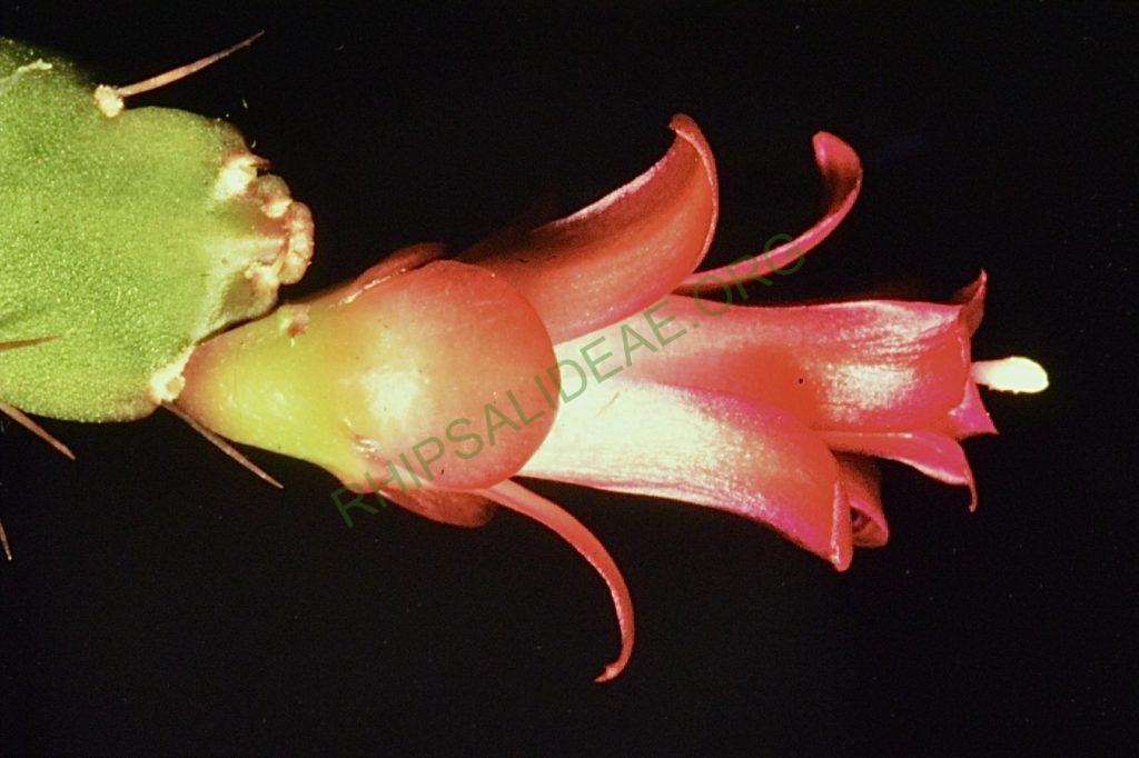 Lymanbensonia micrantha