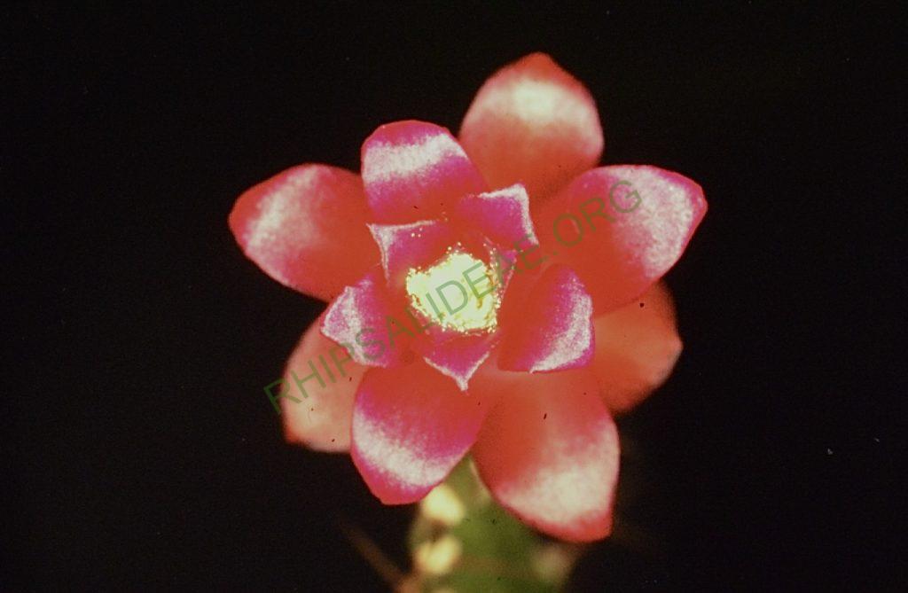 Lymanbensonia micrantha