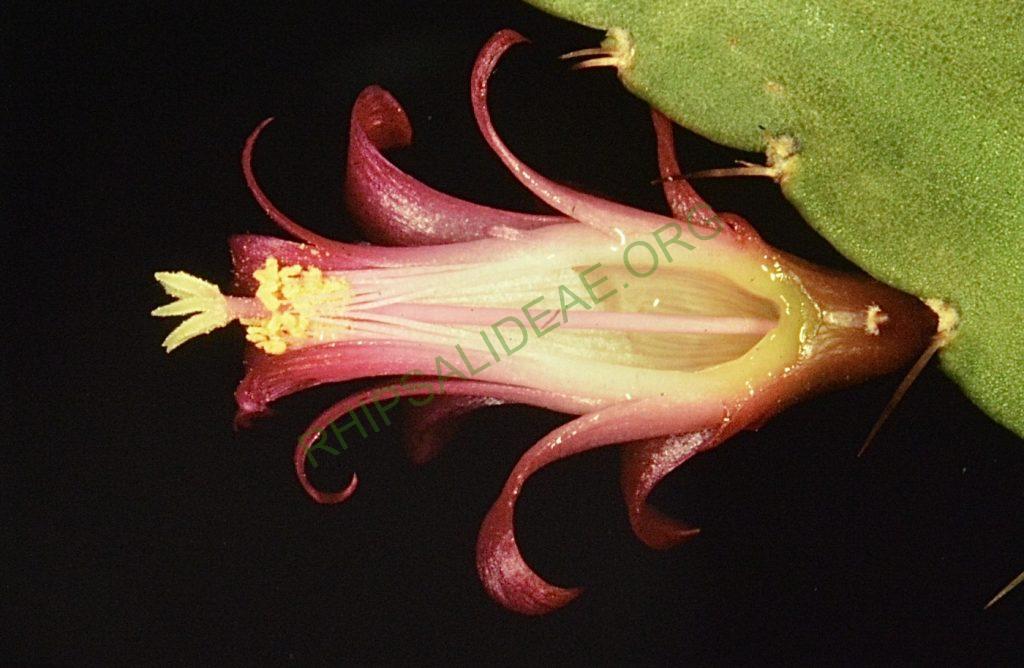 Lymanbensonia micrantha