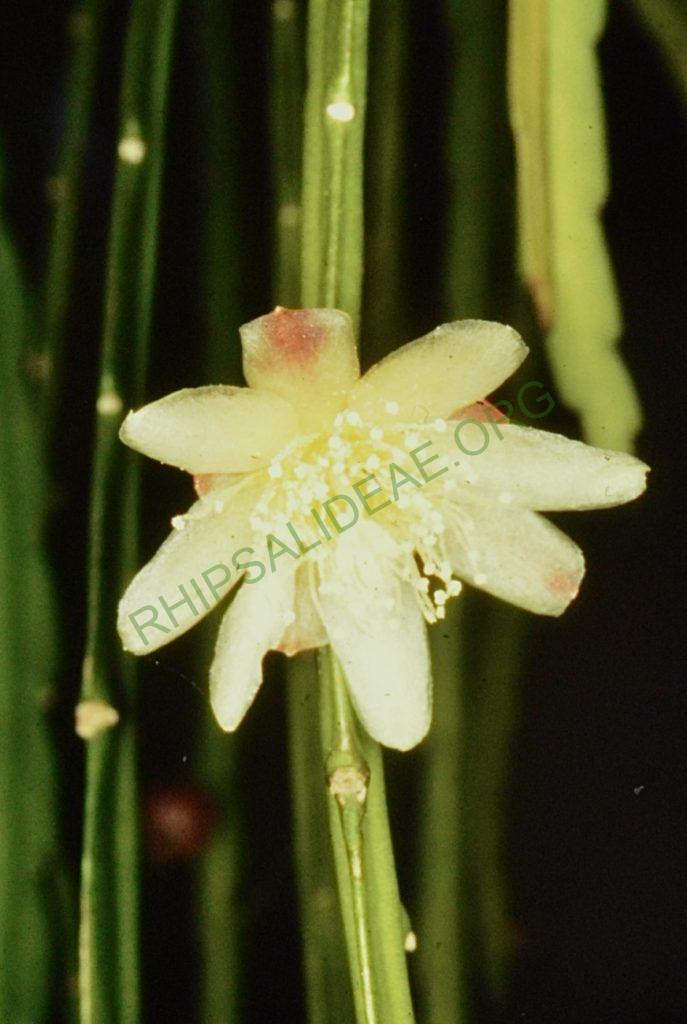 Pfeiffera boliviana, Bonn 4483