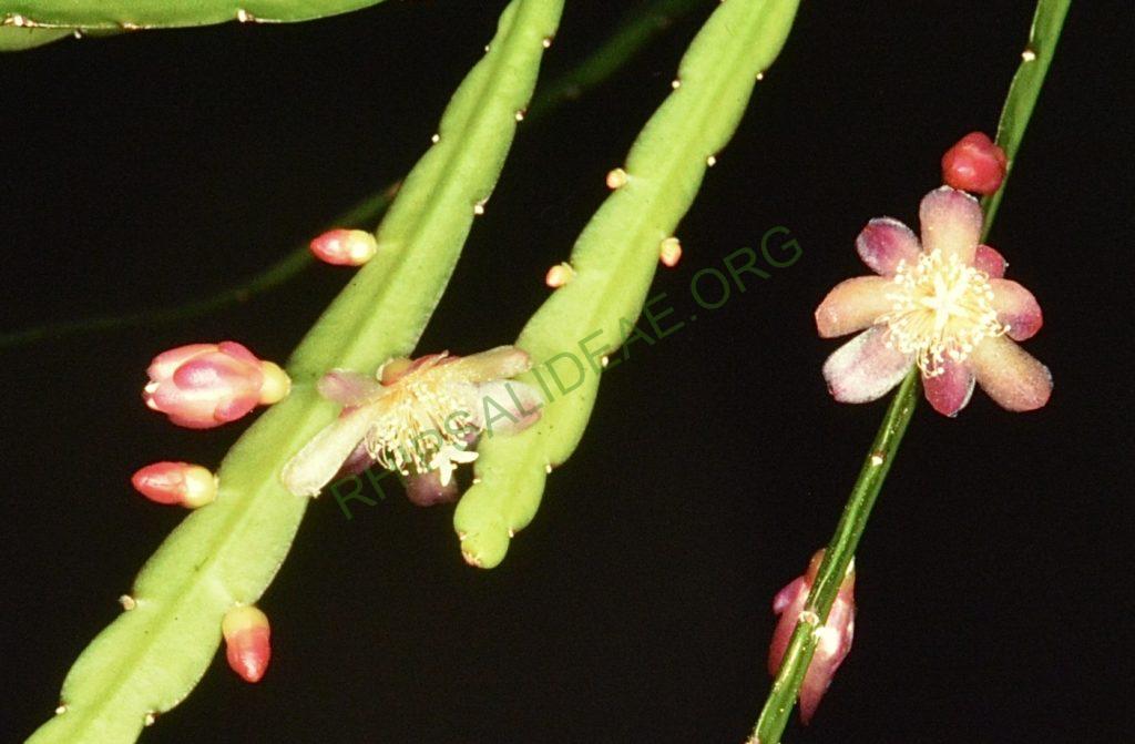 Pfeiffera boliviana, Bonn 4674