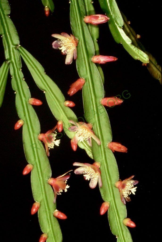 Pfeiffera boliviana, Bonn 4674
