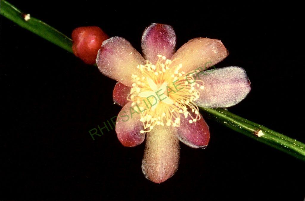 Pfeiffera boliviana, Bonn 4674