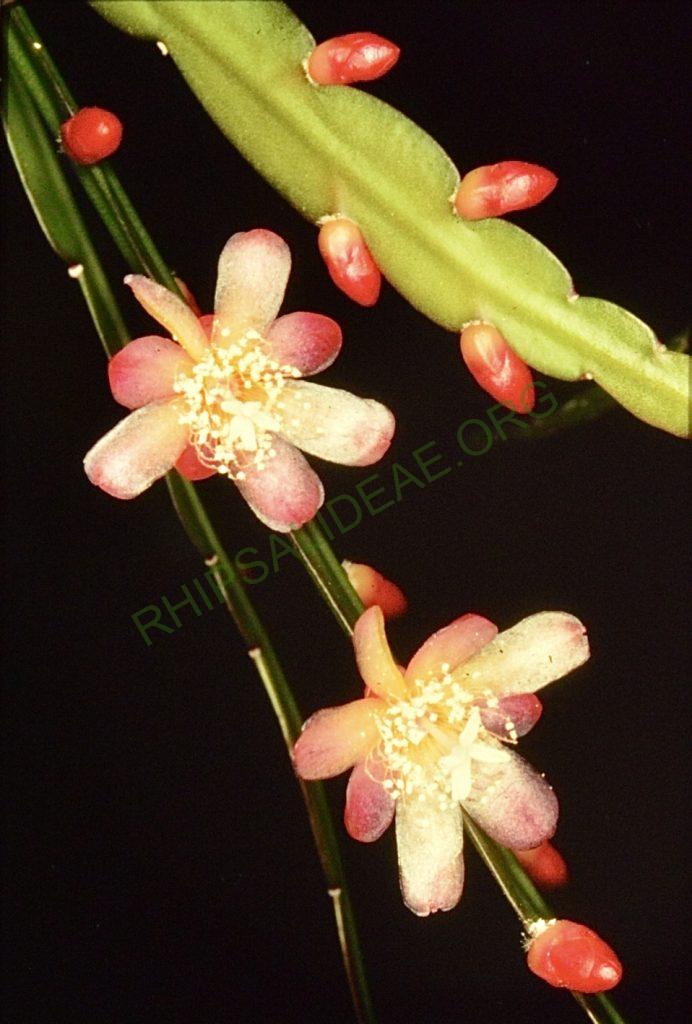 Pfeiffera boliviana, Bonn 4674