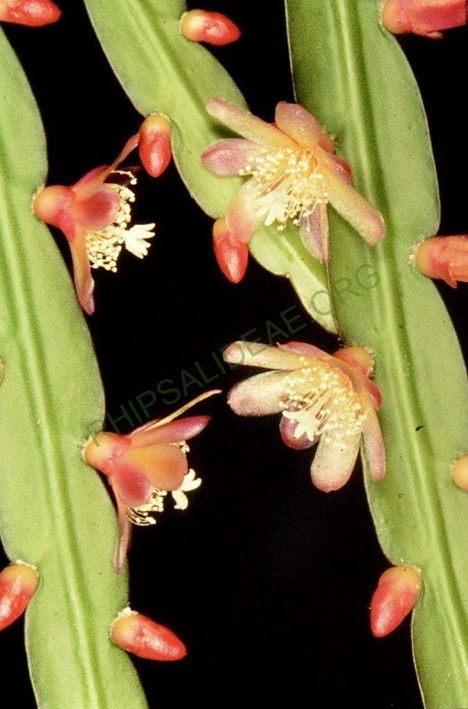 Pfeiffera boliviana, Bonn 4674
