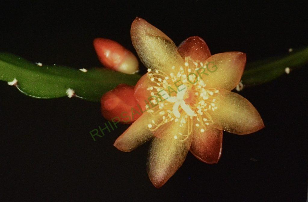 Pfeiffera boliviana, BG Bonn 4675 (Kimnach 2546, Bolivia, La Paz, Nor Yungas, 16.5km NE of Chuspipata, 13.6km SW of Yolosa, 2100m, lower cloud forest)