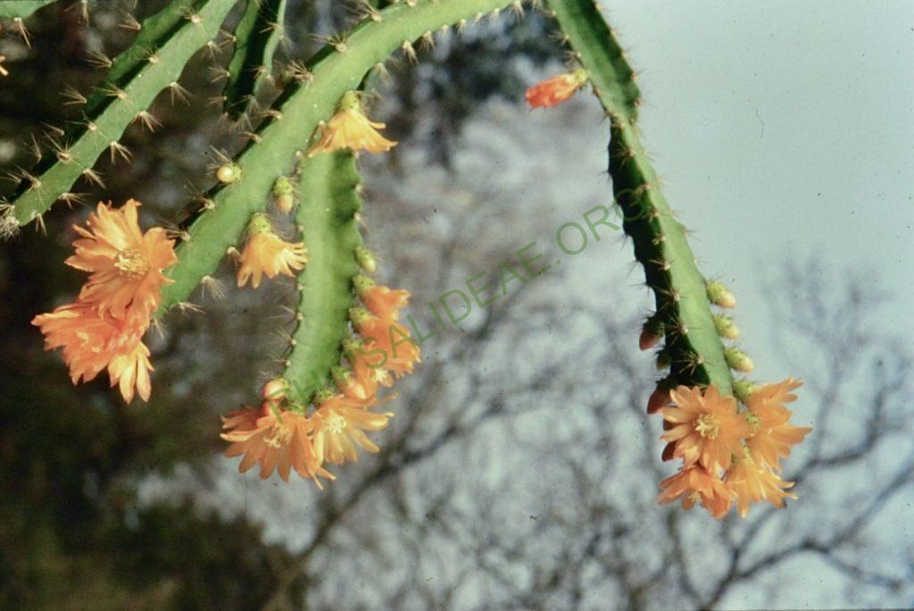 Pfeiffera miyagawae