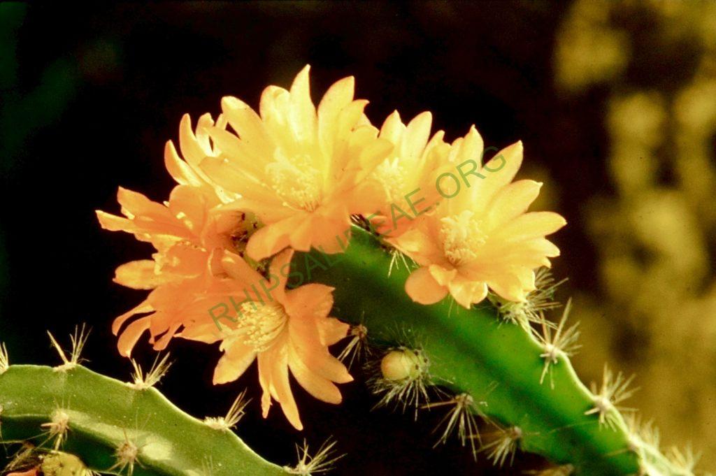 Pfeiffera miyagawae