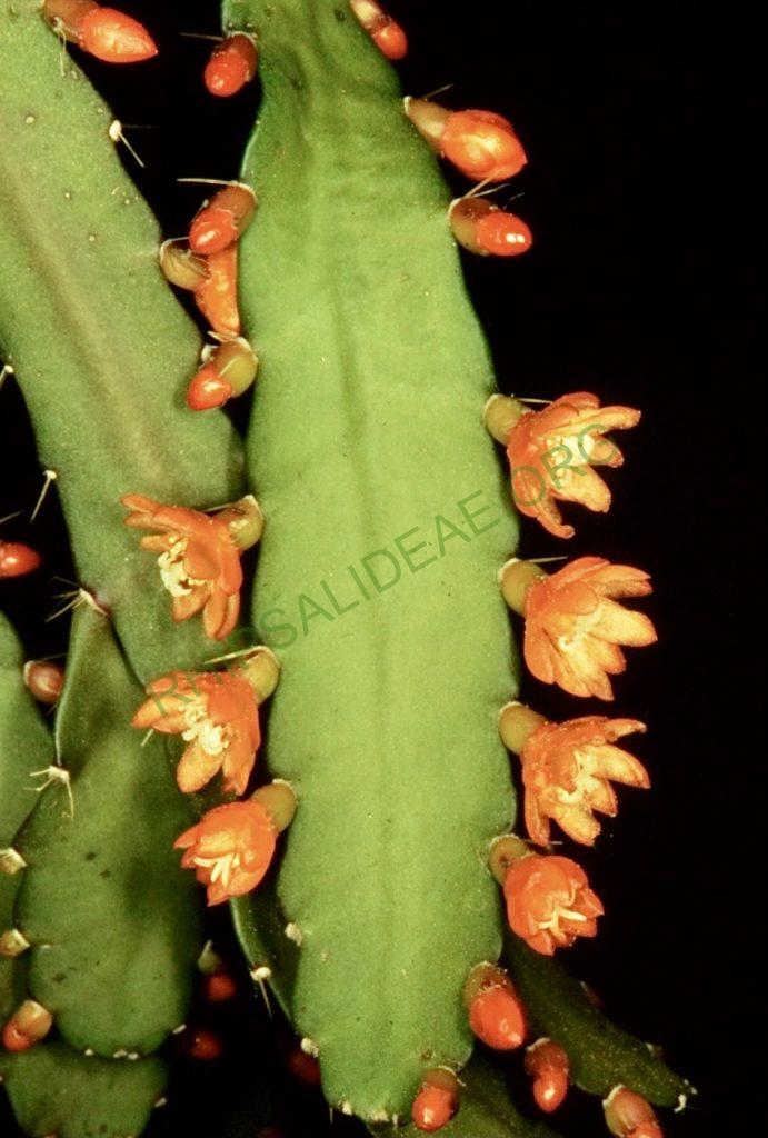 Peiffera monacantha subsp. monacantha