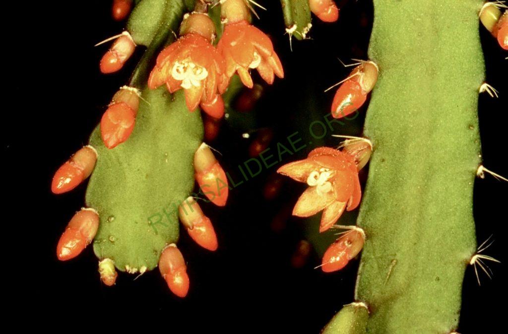 Peiffera monacantha subsp. monacantha
