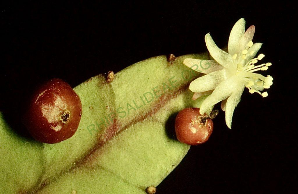 Pseudorhipsalis acuminata, Bonn 41817