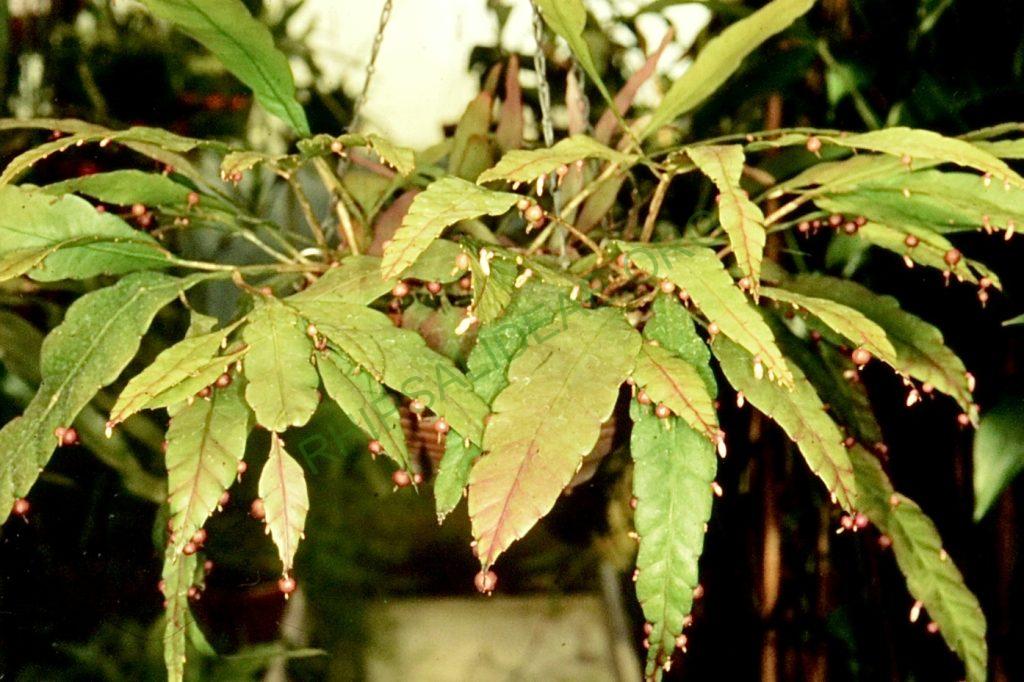 Pseudorhipsalis acuminata, Bonn 41817
