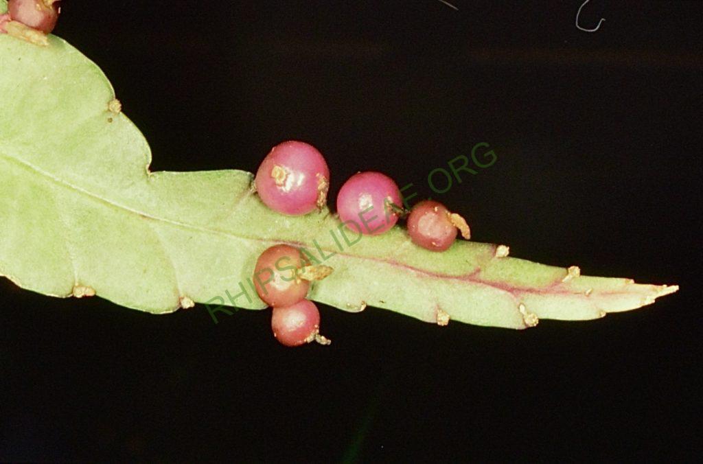 Pseudorhipsalis acuminata, Bonn 41817