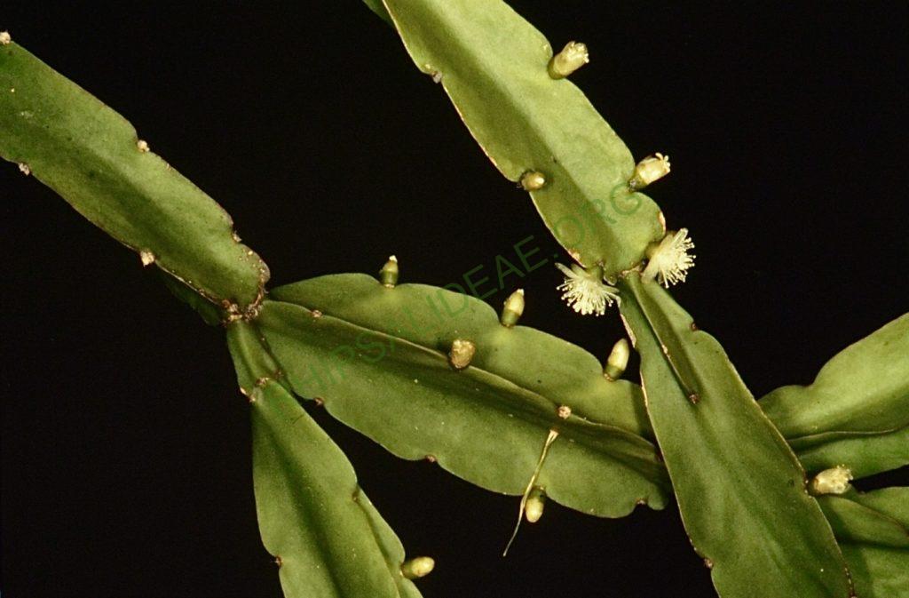 Rhipsalis agudoensis, Bonn 6525, HU 821, Morro Agudo, Rio Grand do Sul, Brazil (believed to be an error in collection location recorded)