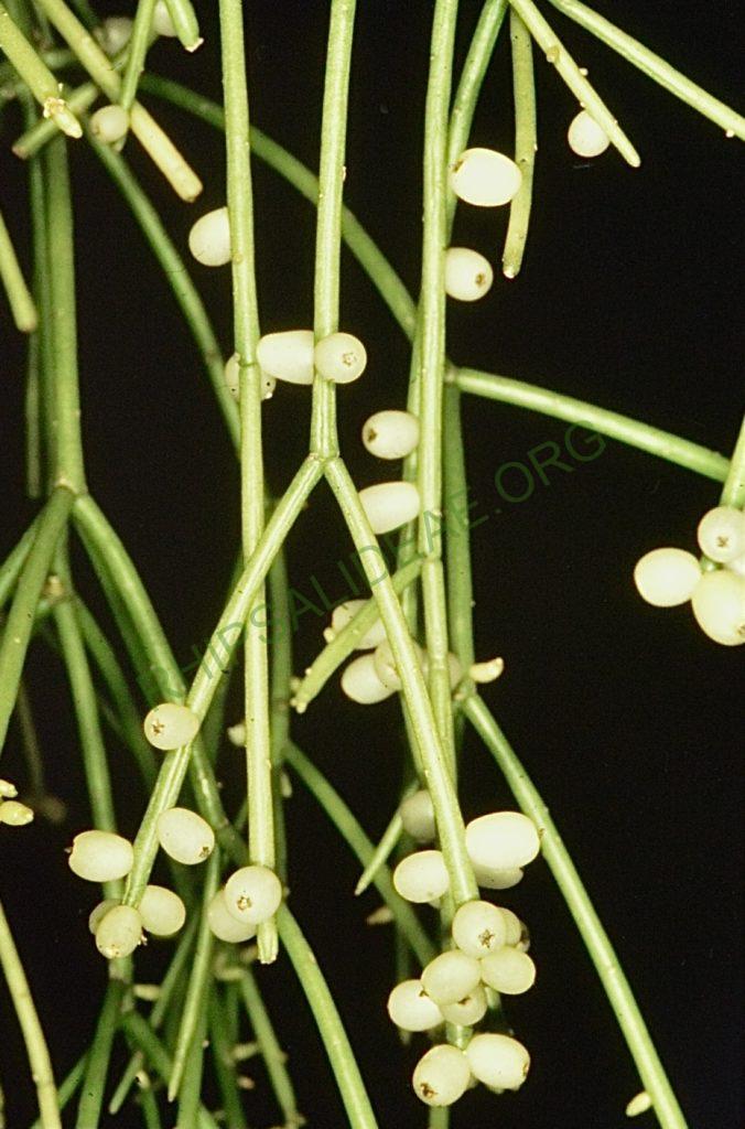 Rhipsalis baccifera subsp. baccifera, Bonn 4676, Primavera close to Recife, Pernambuco, Brazil, P. Braun