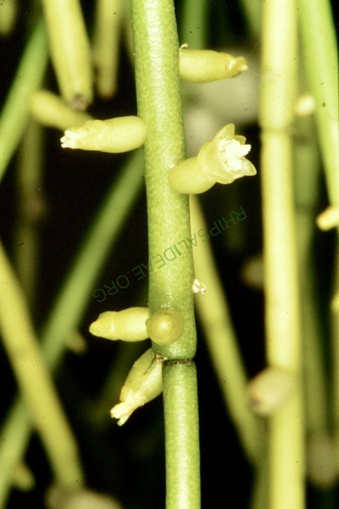 Rhipsalis baccifera subsp. baccifera, Bonn 4676, Primavera close to Recife, Pernambuco, Brazil, P. Braun