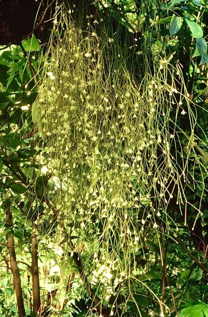 Rhipsalis burchellii, Bonn 5740, Brazil, Paraná, descent Itaitaia to Ponta Crossa