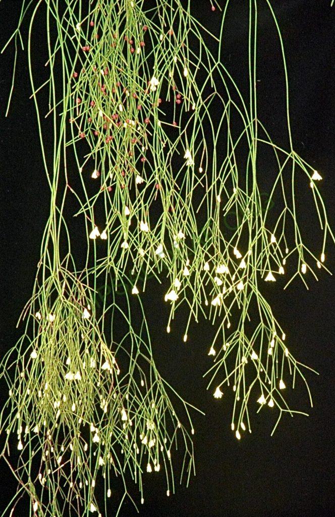 Rhipsalis burchellii, Bonn 5740, Brazil, Paraná, descent Itaitaia to Ponta Crossa