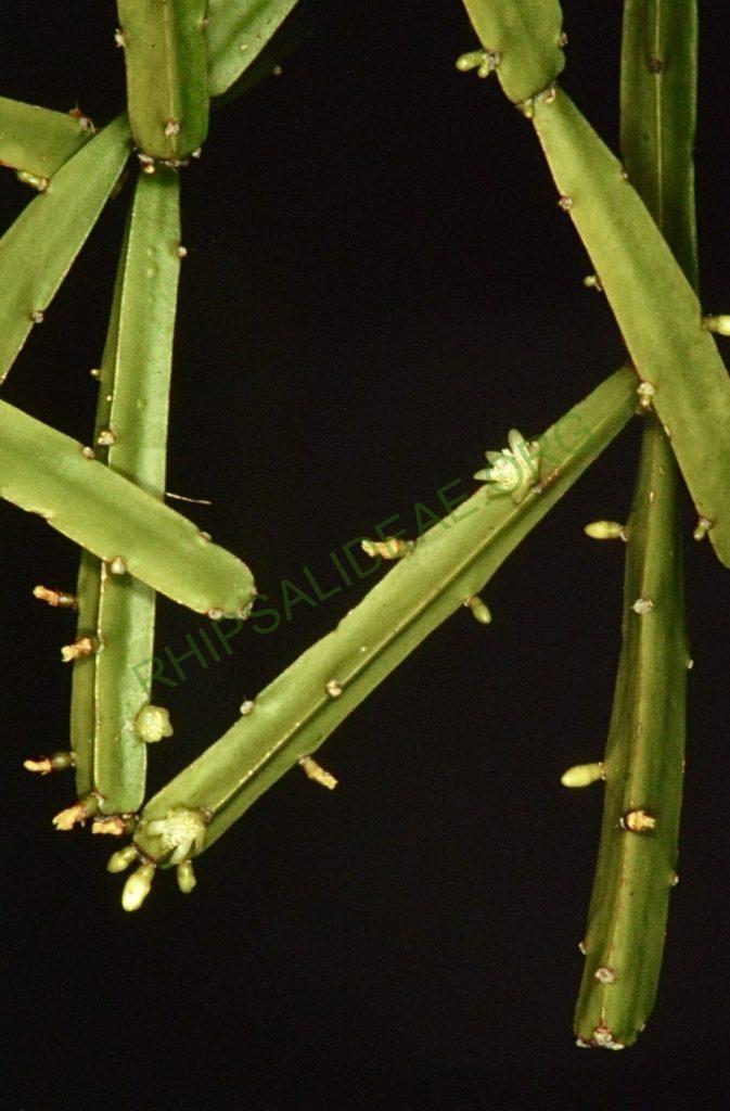 Rhipsalis cereoides, Bonn 4462, Domingos Martins, Espírito Santo, Brazil, W. Rauh & R. Kautsky
