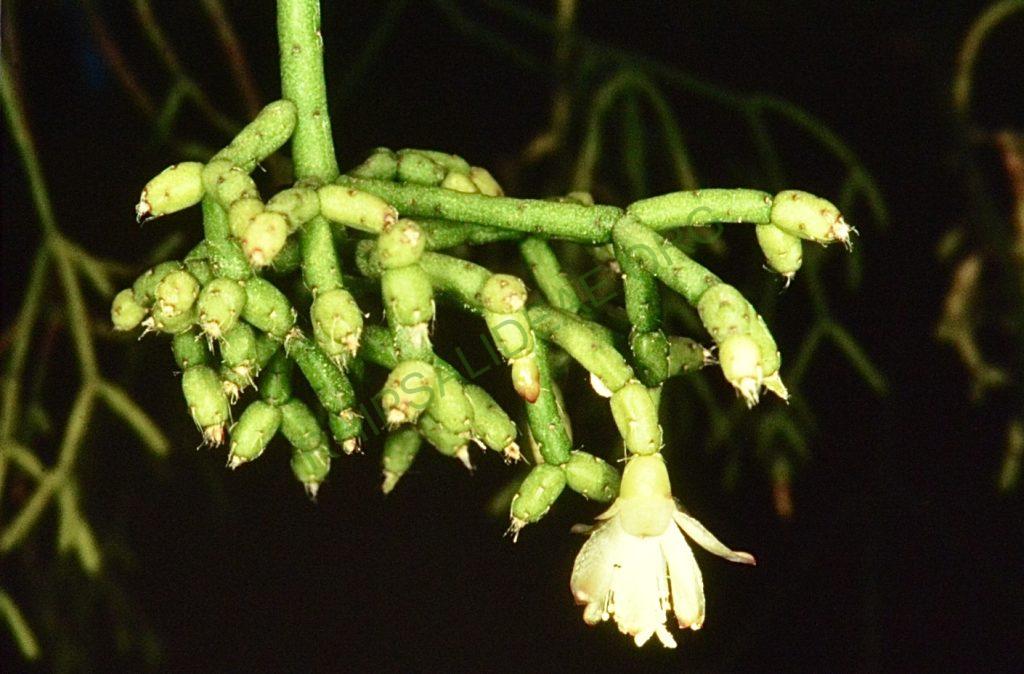 Rhipsalis cereuscula, Bonn 4652