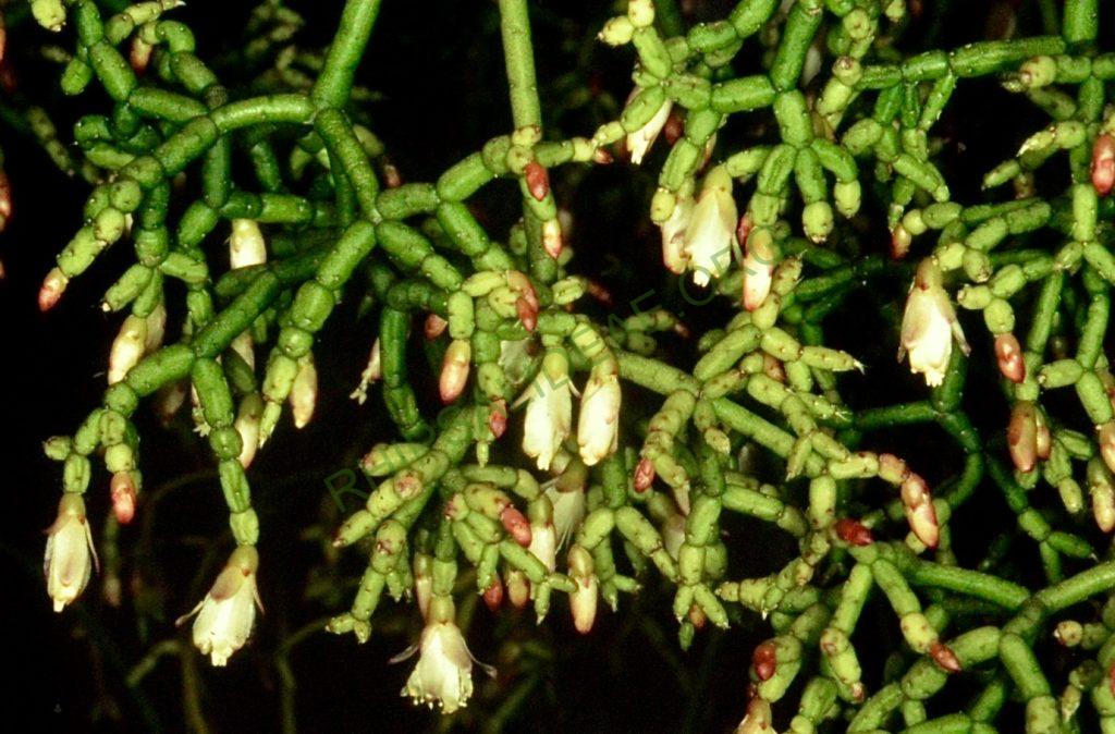 Rhipsalis cereuscula, Bonn 4652