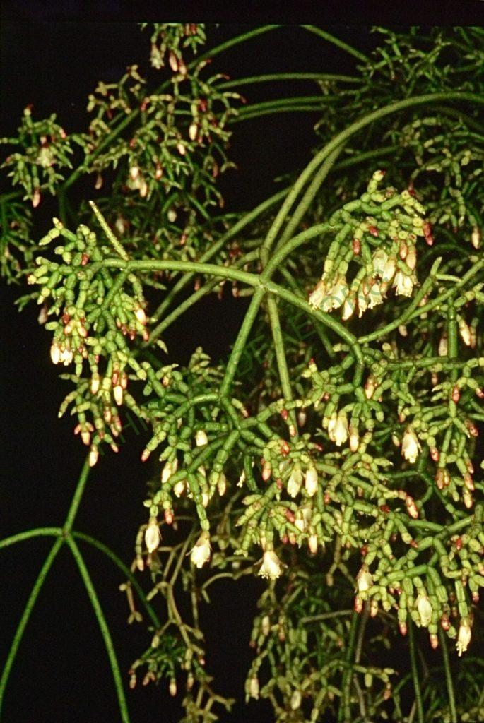 Rhipsalis cereuscula, Bonn 4652