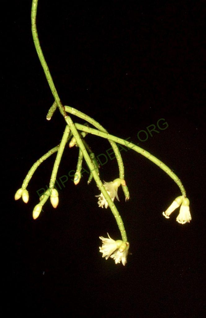 Rhipsalis cerescula, Bonn 4844, Paraná, Brazil