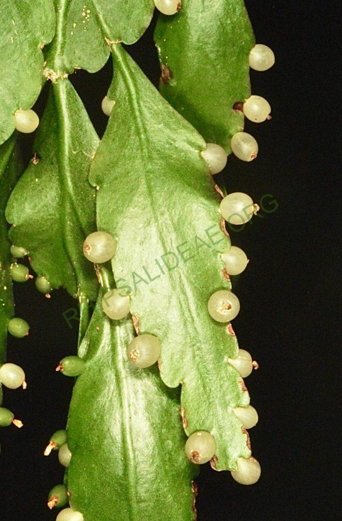 Rhipsalis cuneata subsp. cuneata, Bonn 12957, Villa Tunari, Cochambamba, Bolivia, 1450m, Ibisch & Ibisch