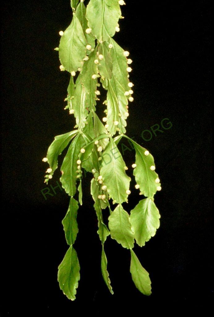 Rhipsalis cuneata subsp. cuneata, Bonn 12957, Villa Tunari, Cochambamba, Bolivia, 1450m, Ibisch & Ibisch