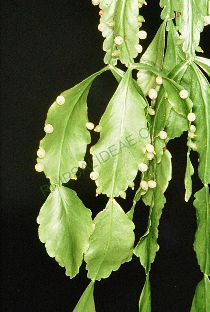 Rhipsalis cuneata subsp. cuneata, Bonn 12957, Villa Tunari, Cochambamba, Bolivia, 1450m, Ibisch & Ibisch
