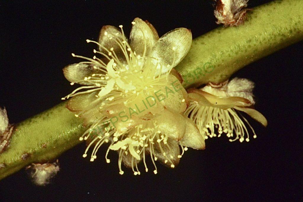 Rhipsalis dissimilis f. dissimilis, Bonn 4505
