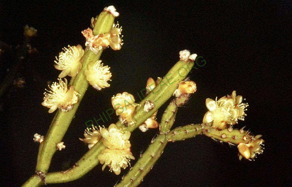 Rhipsalis dissimilis f. dissimilis, Bonn 4505