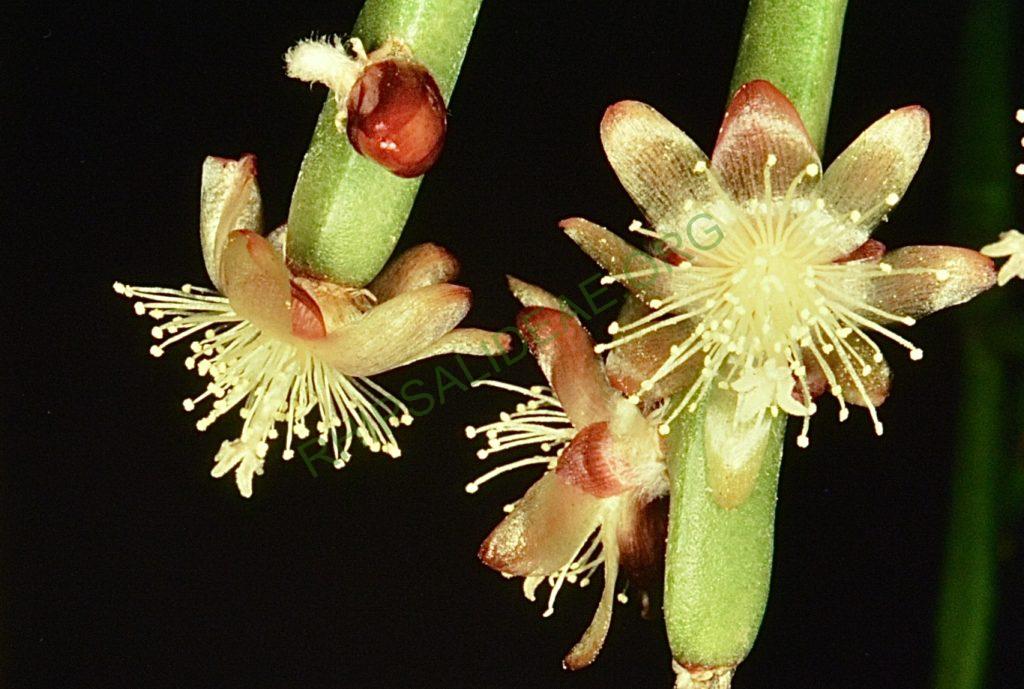 Rhipsalis dissimilis f. dissimilis, Bonn