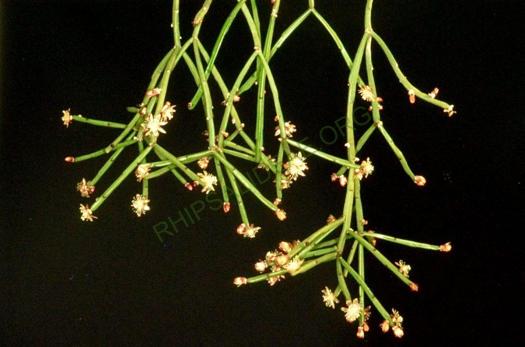 Rhipsalis dissimilis f. dissimilis, Bonn