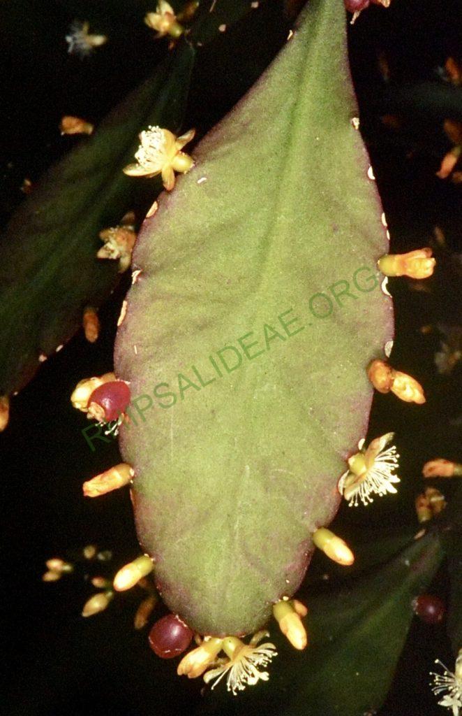 Rhipsalis elliptica, Bonn 5746, descent Itatiaia to Ponta Crossa, Paraná, Brazil