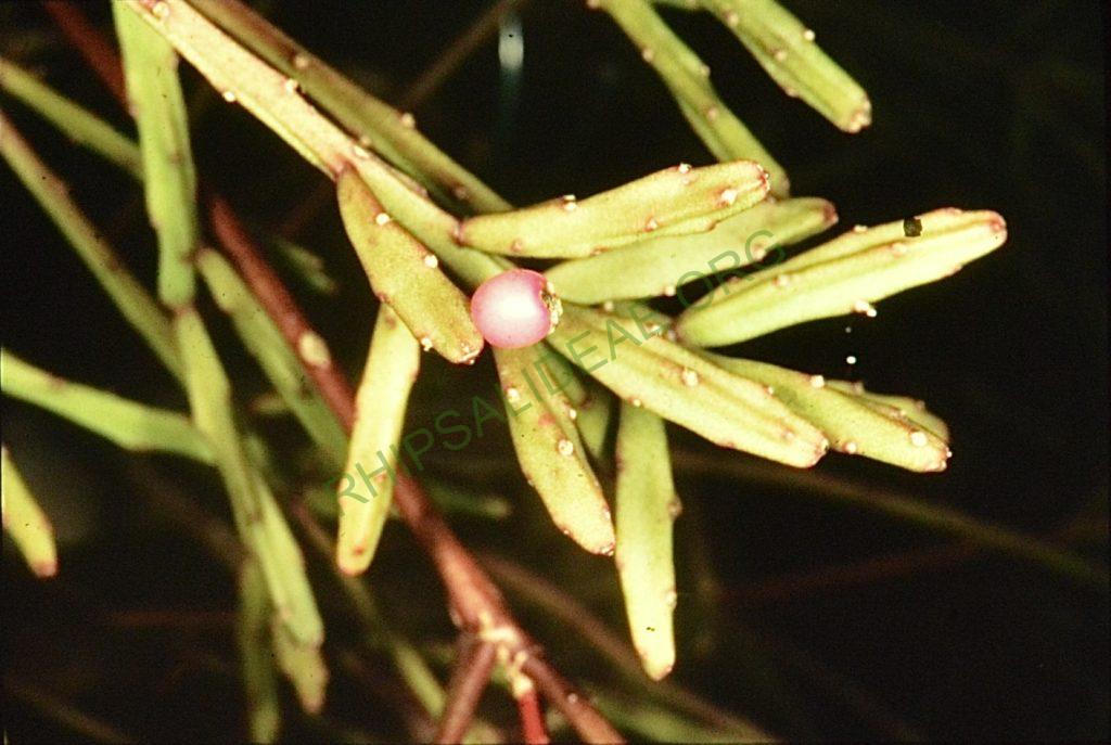 Rhipsalis ewladiana, Holotype, Bonn 8780